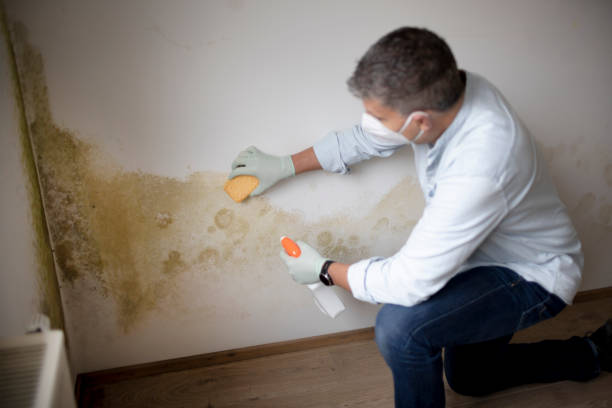 Best Commercial Mold Inspection  in Bethlehem, WV