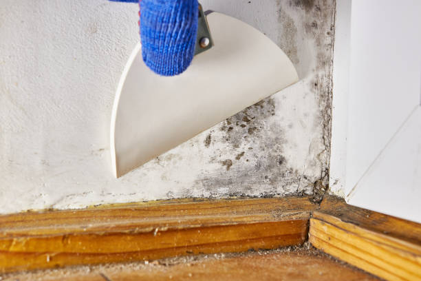 Best Air Quality Testing for Mold Spores  in Bethlehem, WV