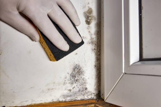 Best Mold Remediation for Vacation Homes  in Bethlehem, WV